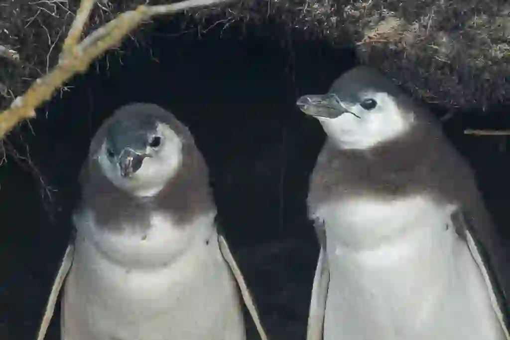 マゼラニックペンギン