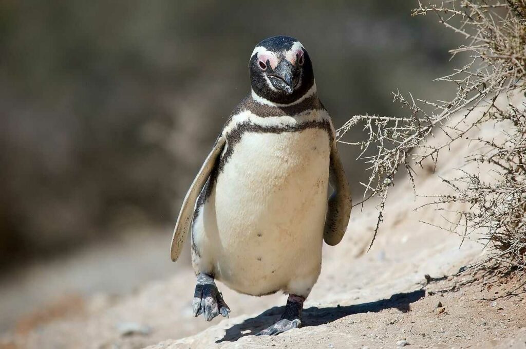 Magellanic Penguin