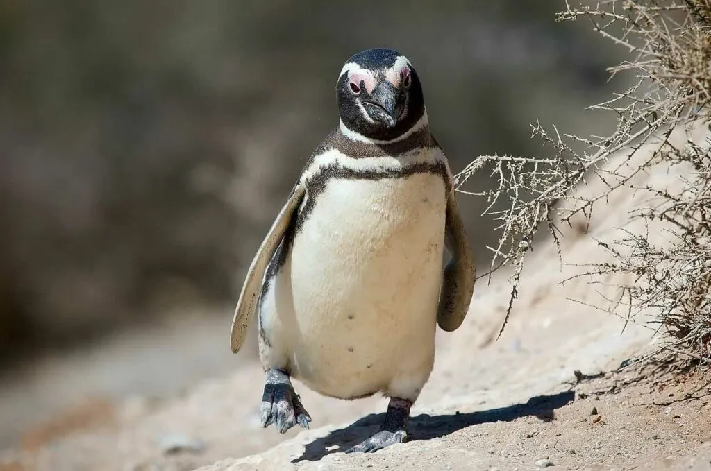 マゼラニックペンギン