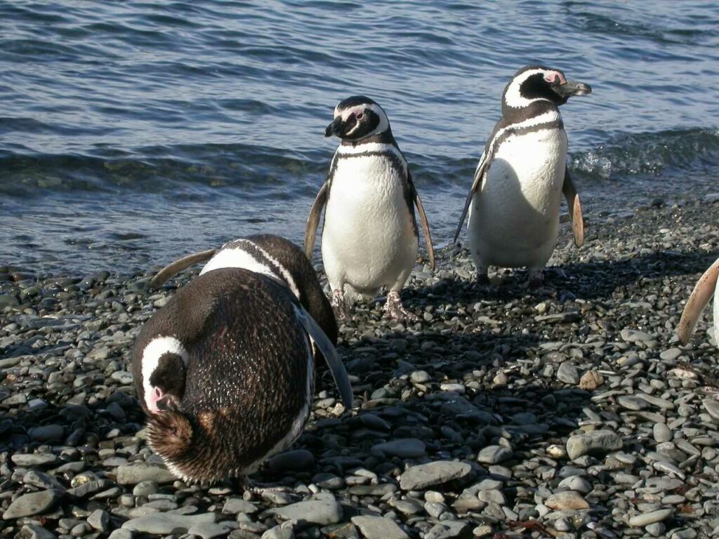 Magellanic Penguin