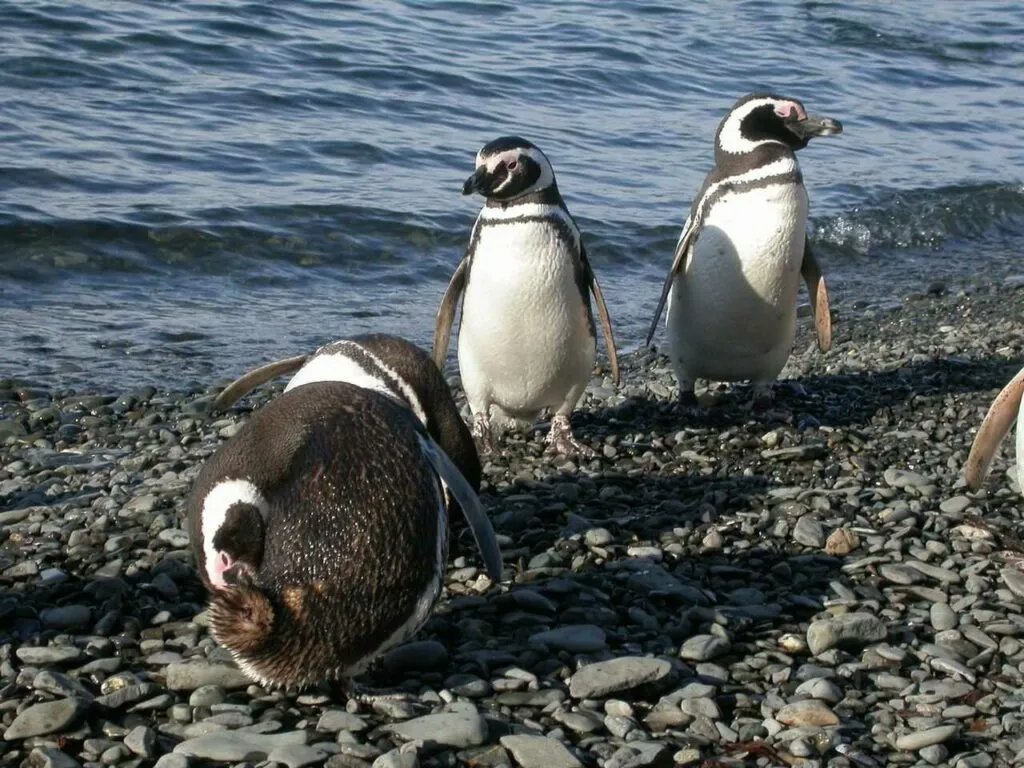 マゼラニックペンギン