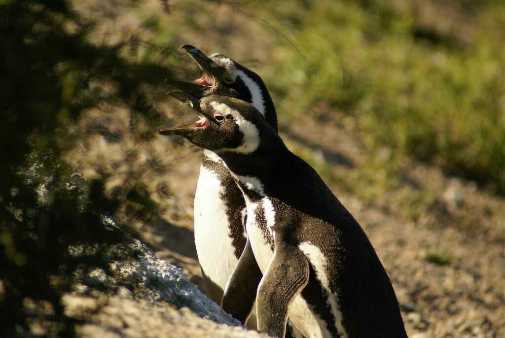 Magellanic Penguin