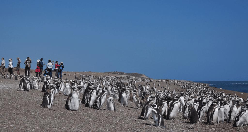 Magellanic Penguin