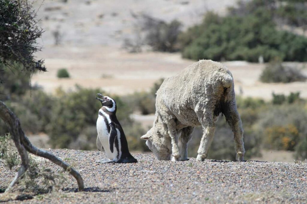 Magellanic Penguin