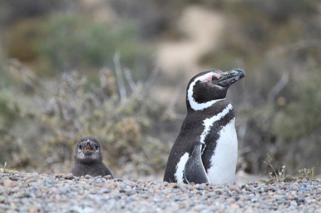 マゼラニックペンギン