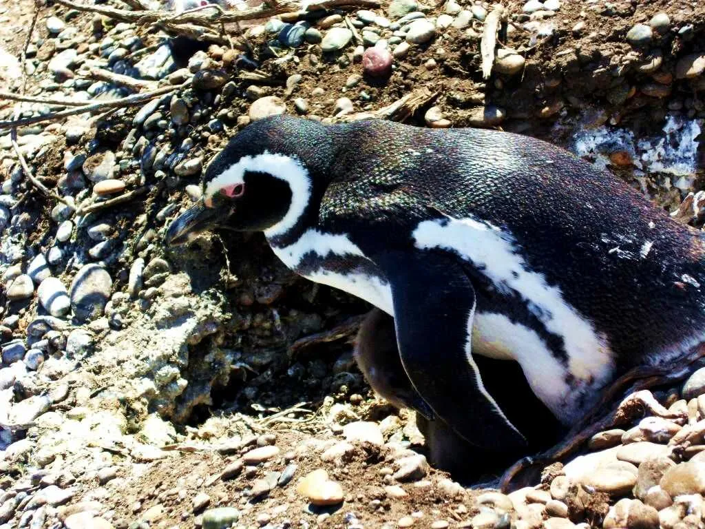 Magellanic Penguin