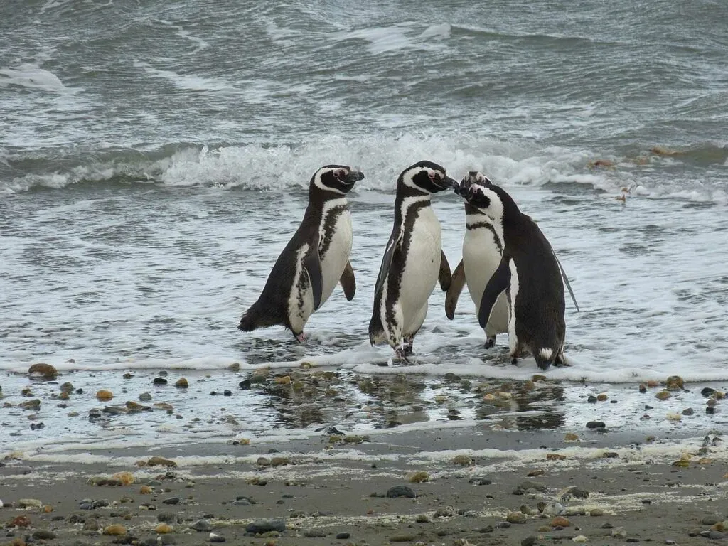 マゼラニックペンギン