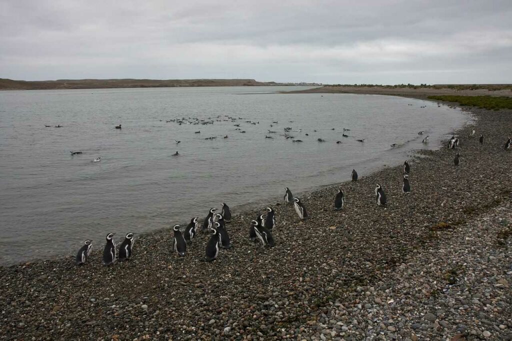 Magellanic Penguin