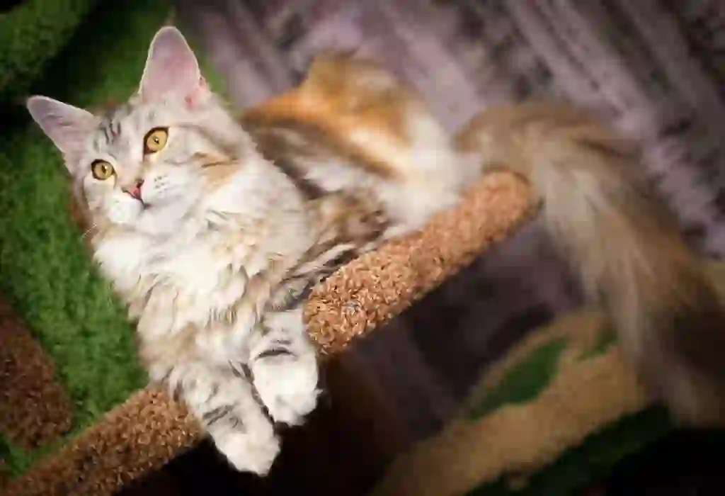 Maine Coon