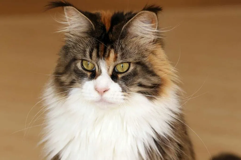 Maine Coon