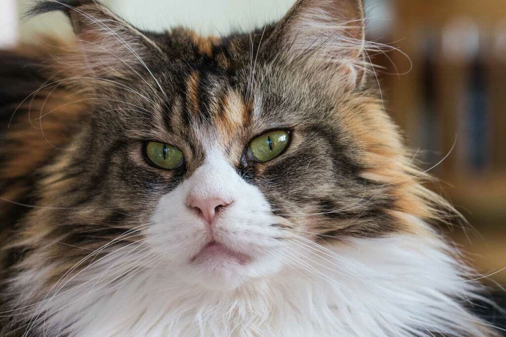 Maine Coon