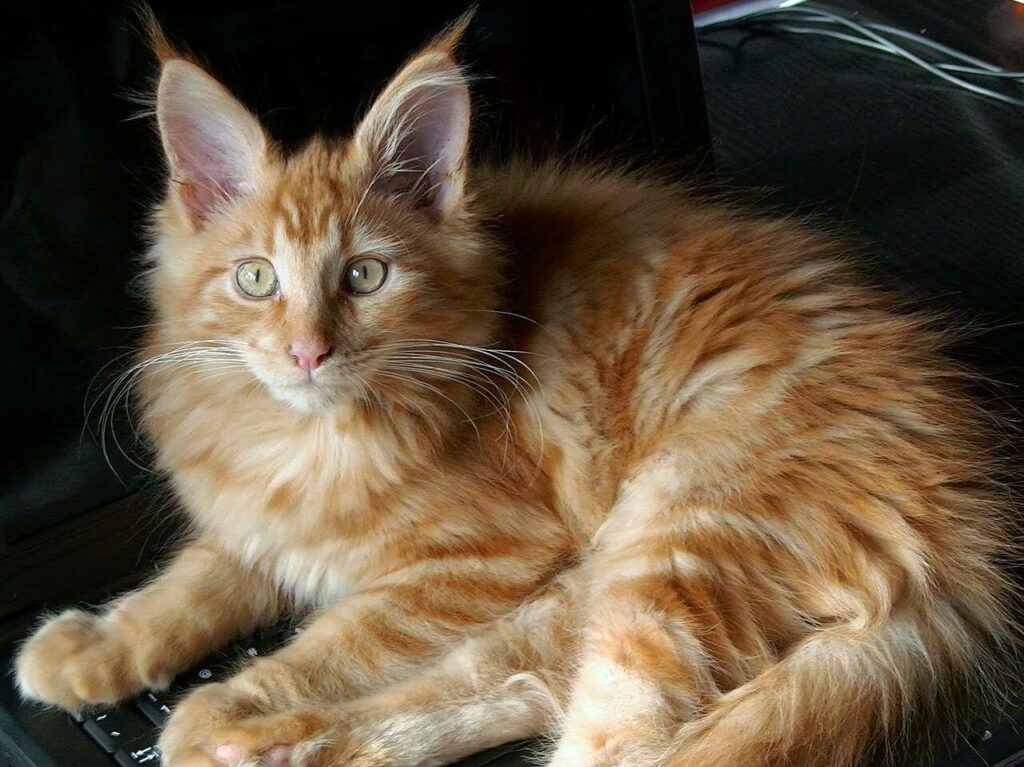 Maine Coon