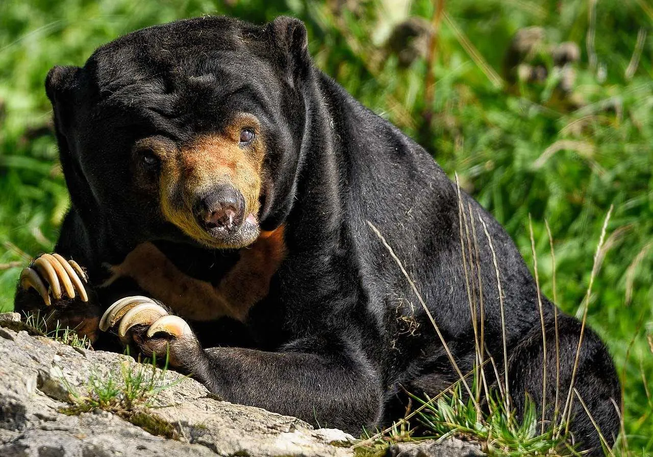 Malayan Sun Bear