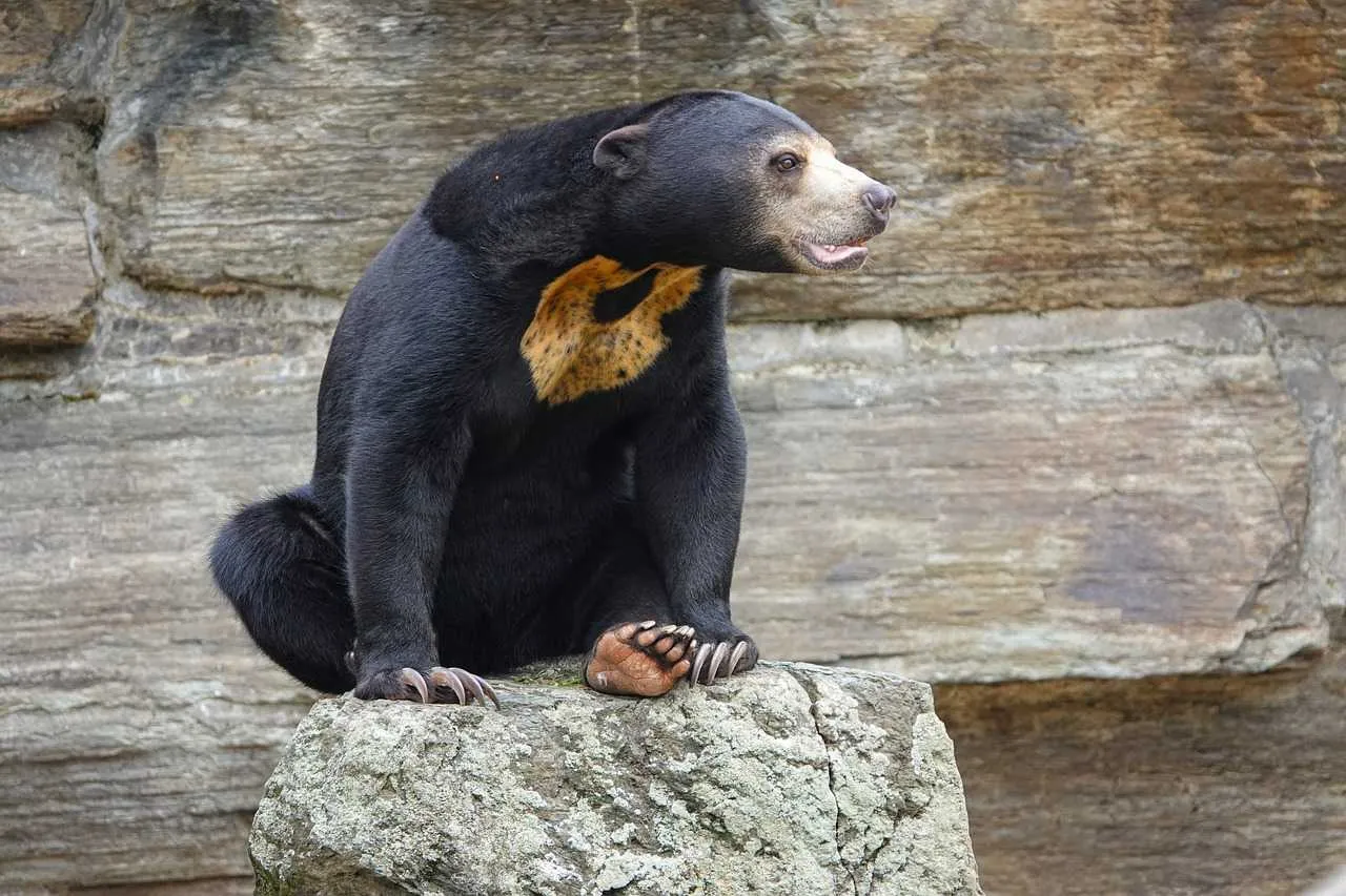 Malayan Sun Bear