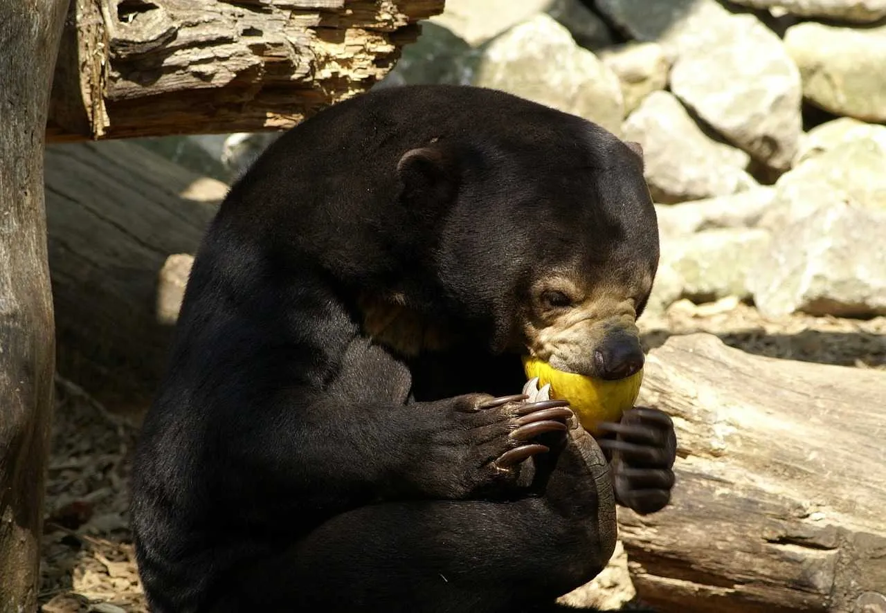 Malayan Sun Bear