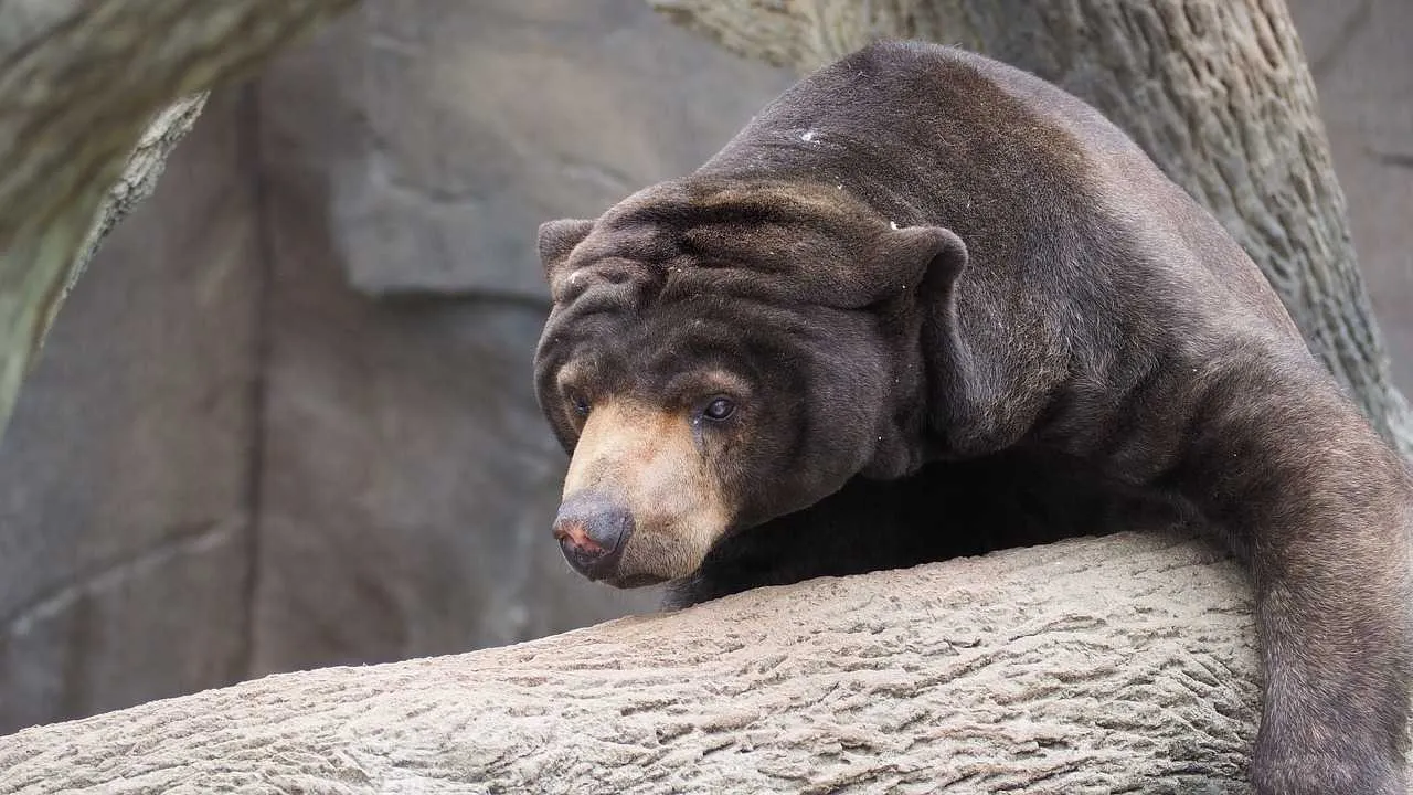 Malayan Sun Bear