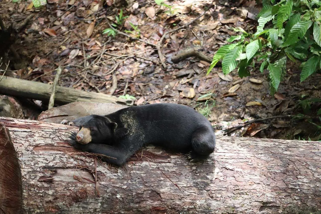 Malayan Sun Bear