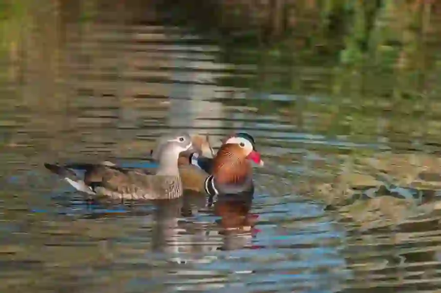 Mandarin Duck