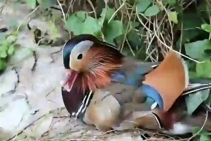 Mandarin Duck