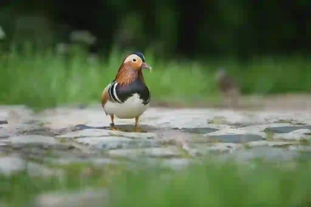 Mandarin Duck