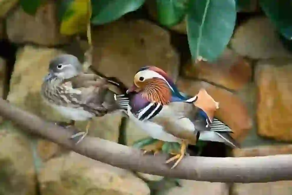 Mandarin Duck