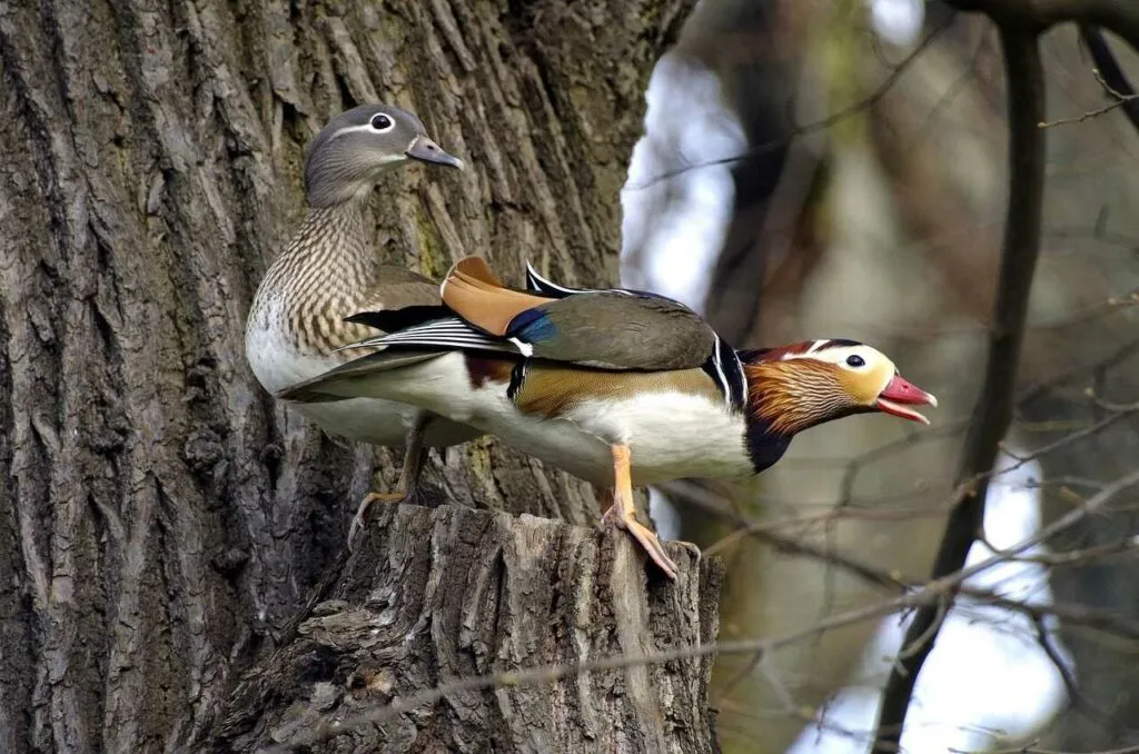 Mandarin Duck