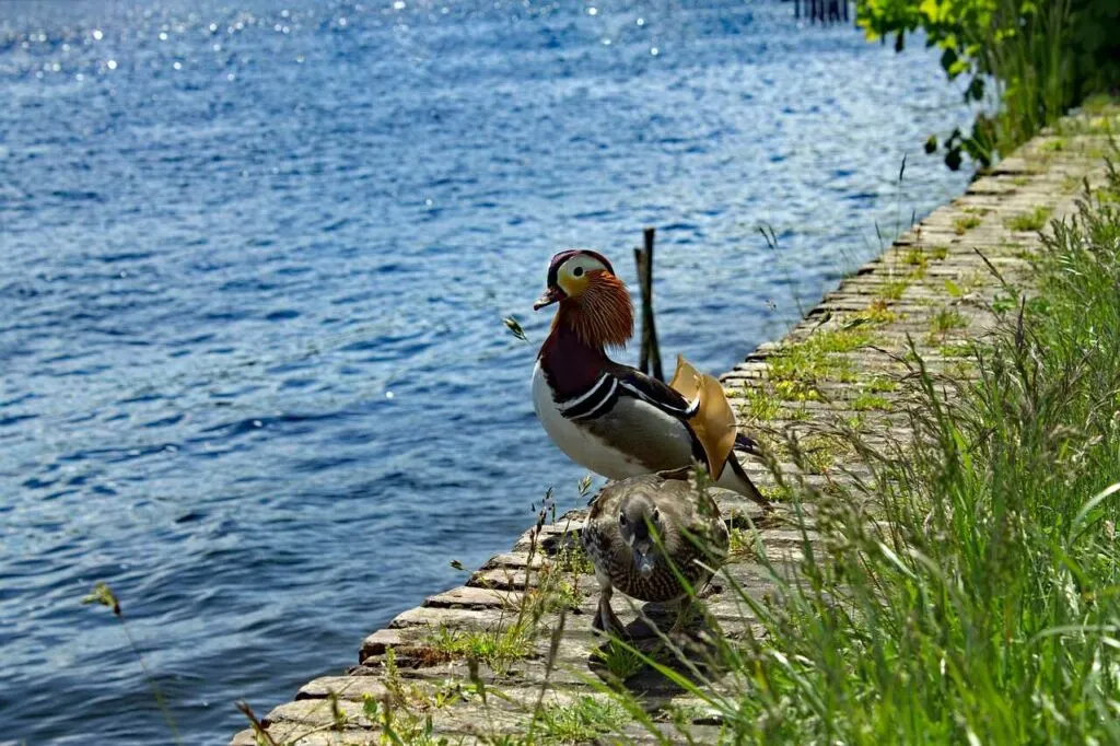 Mandarin Duck