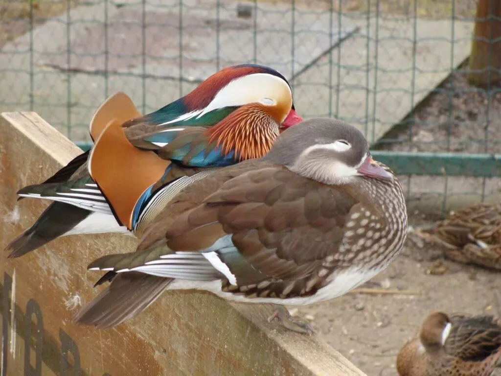 Mandarin Duck