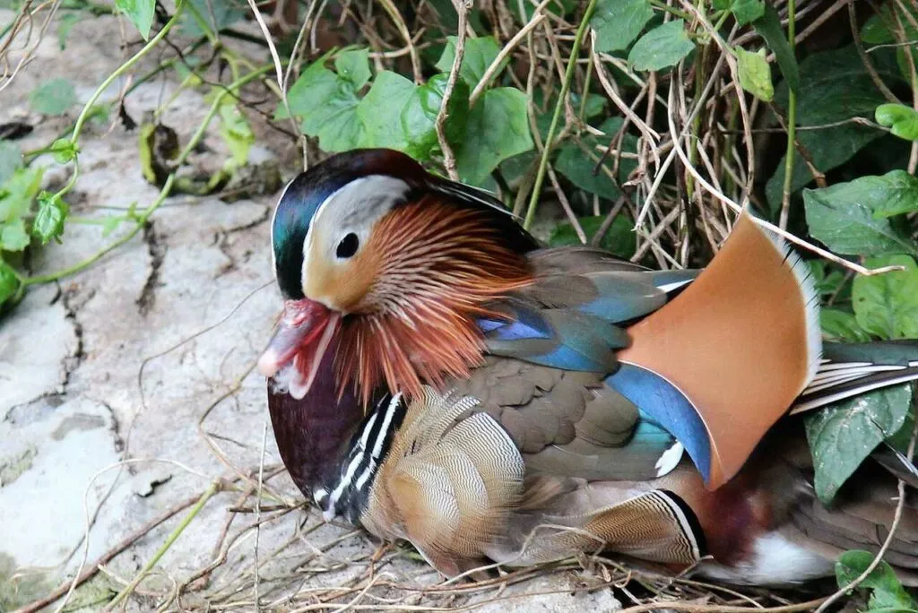 Mandarin Duck