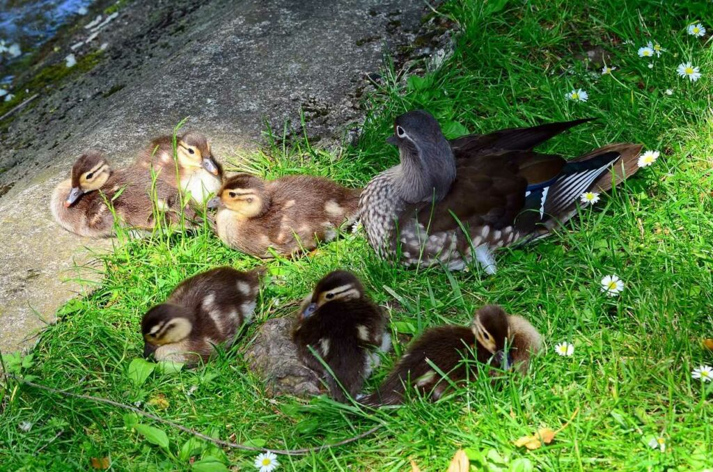 Mandarin Duck