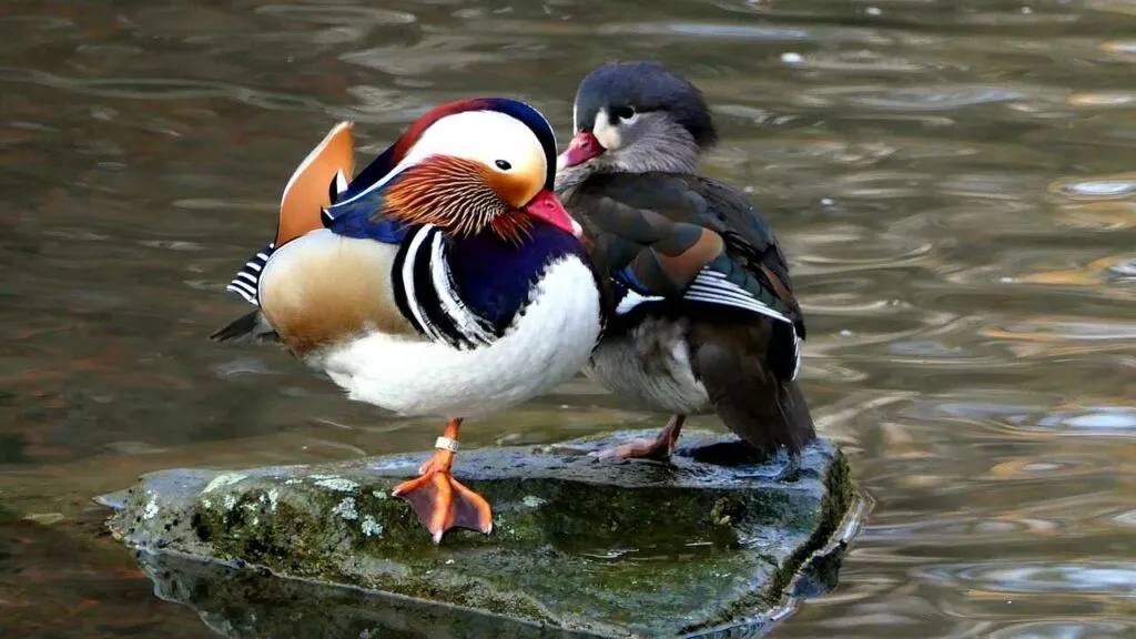 Mandarin Duck