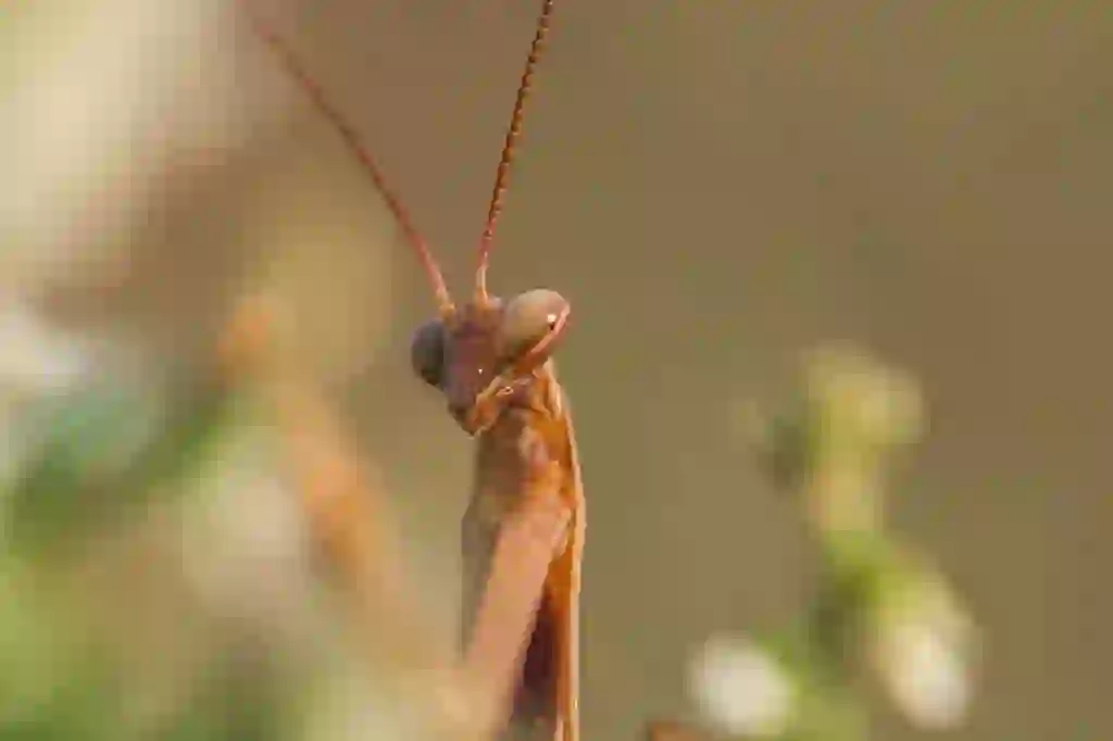 カマキリ