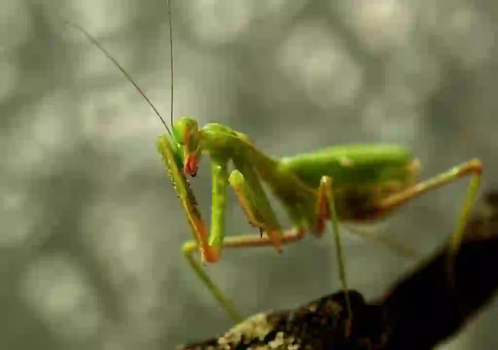 カマキリ