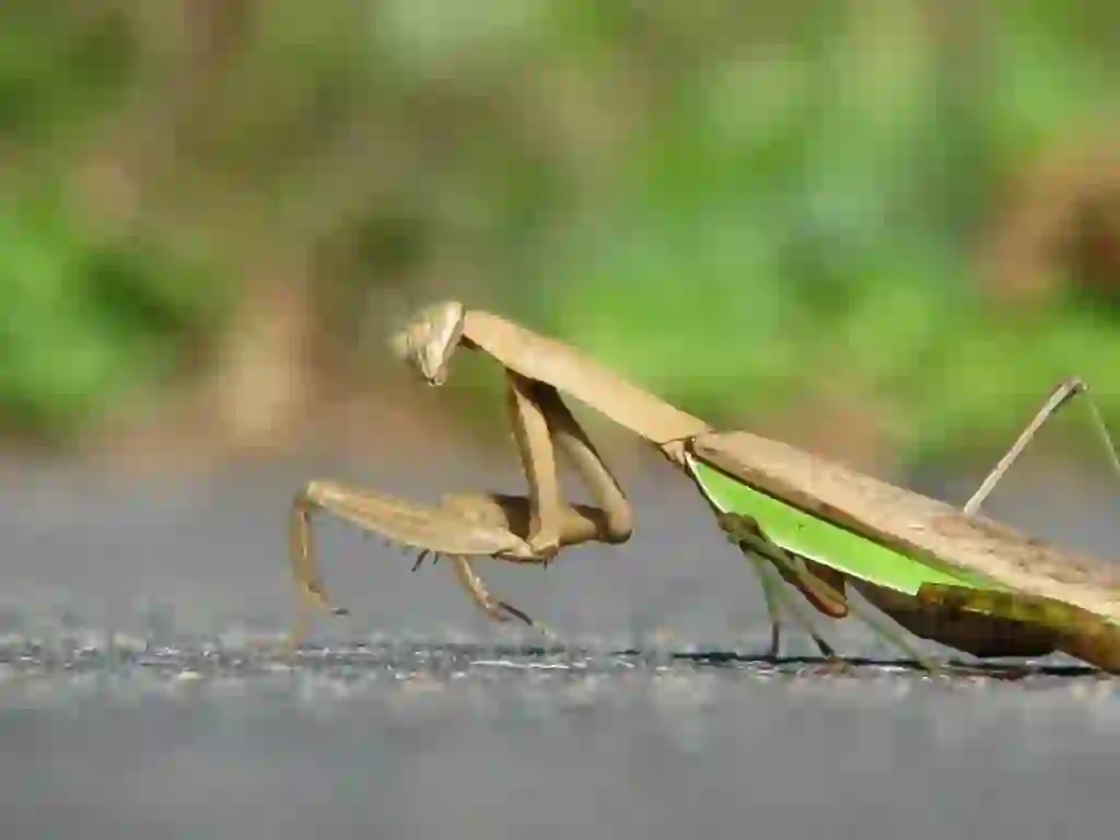 カマキリ