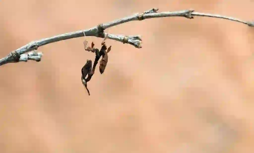 カマキリ