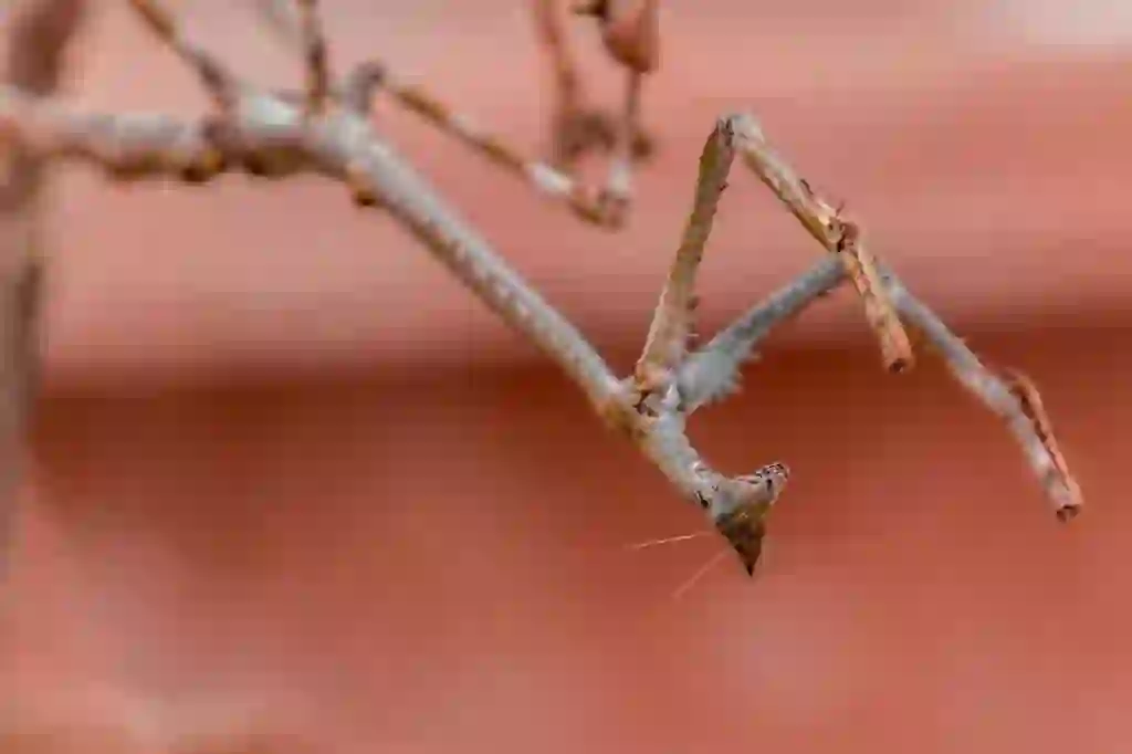 カマキリ