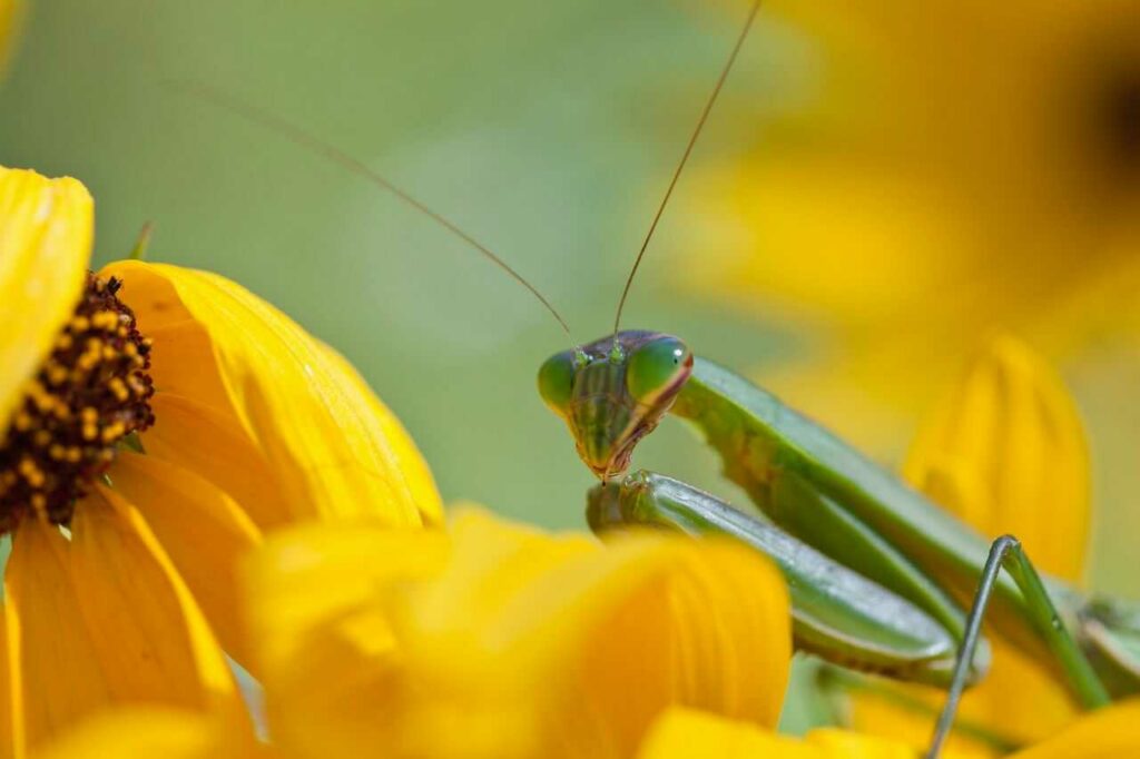 カマキリ