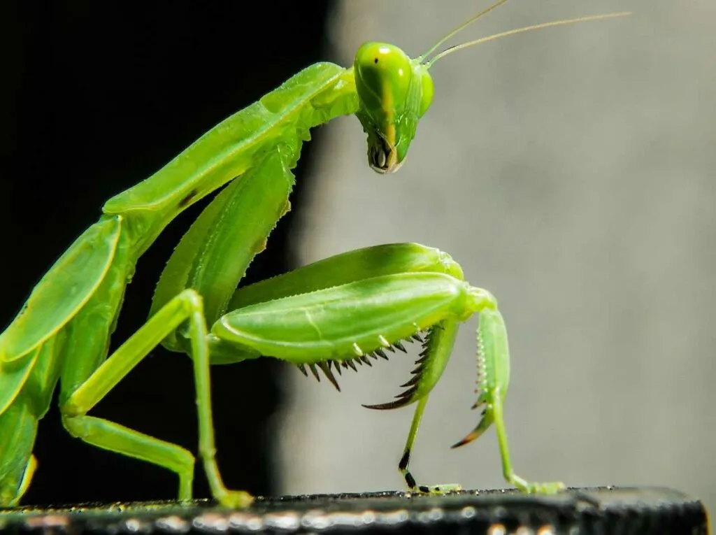 Mantis