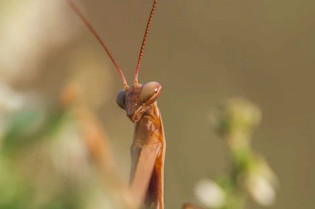 Mantis