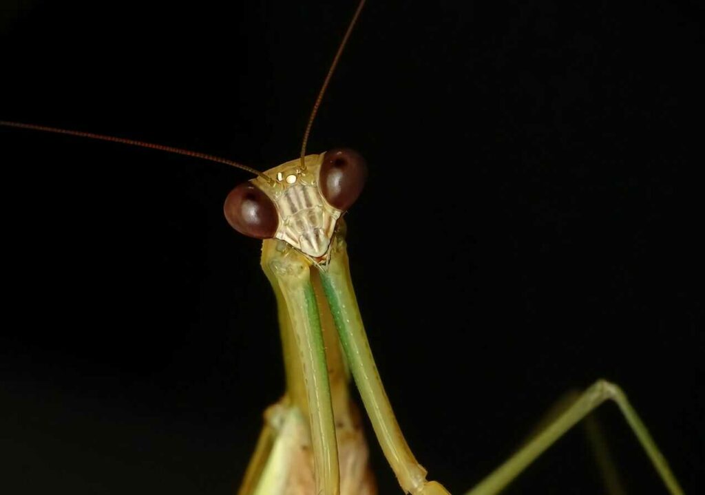 Mantis