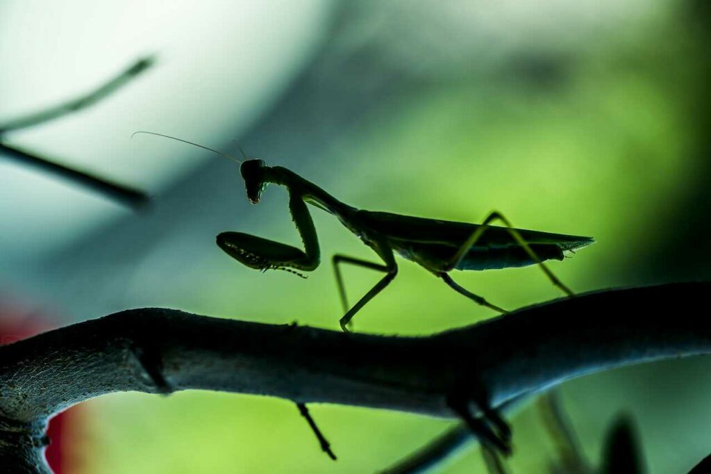 カマキリ