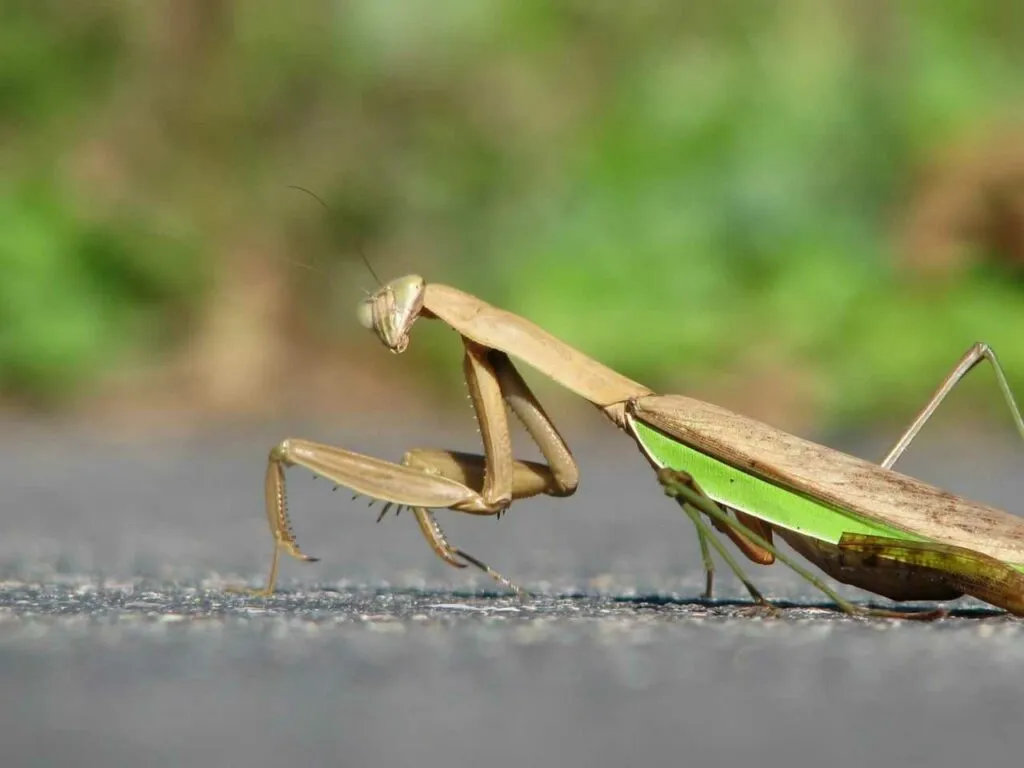 カマキリ