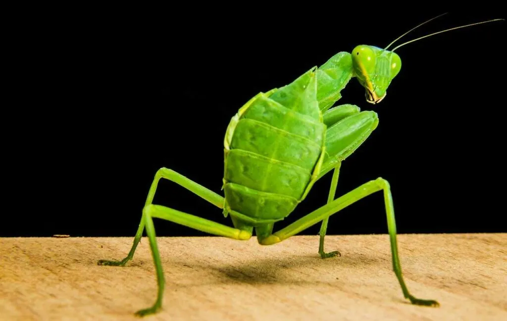 Mantis