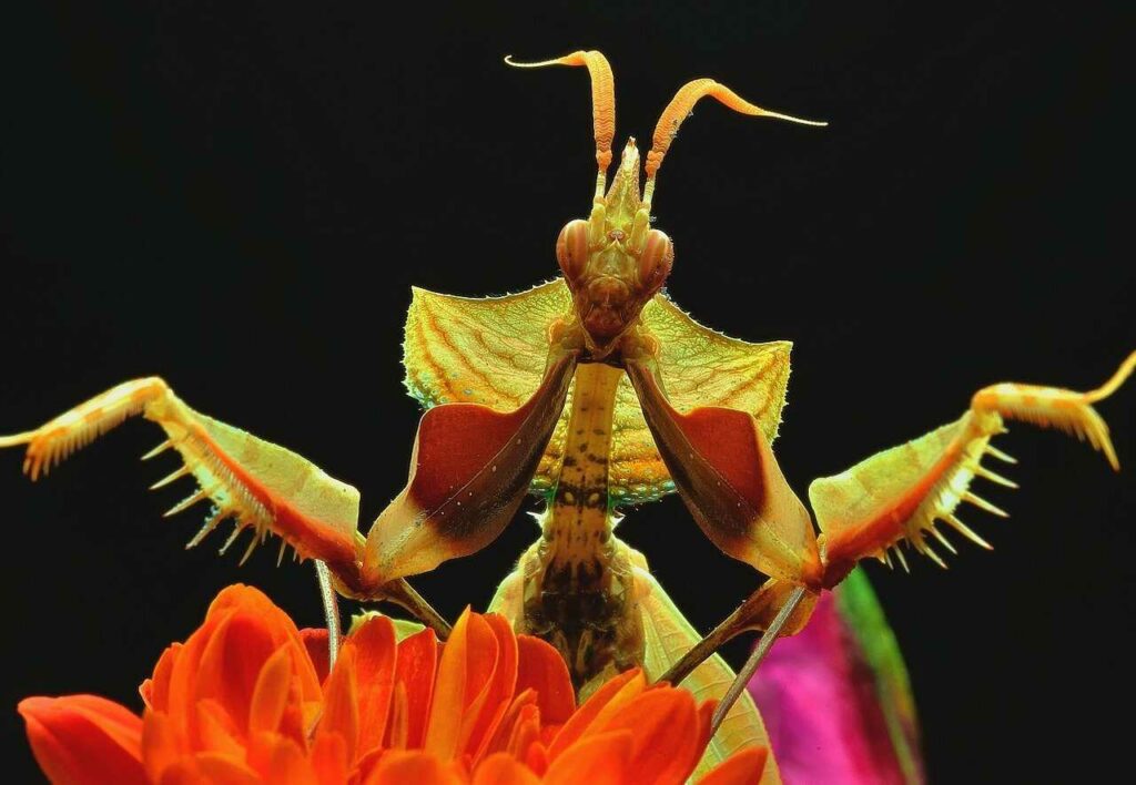 カマキリ