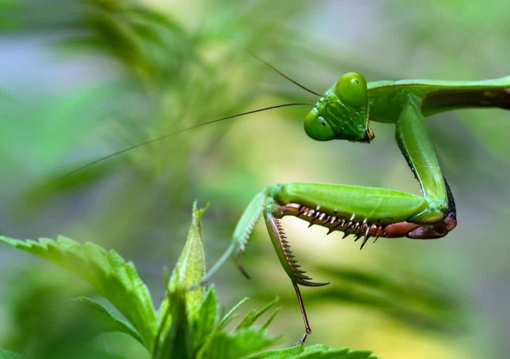 カマキリ