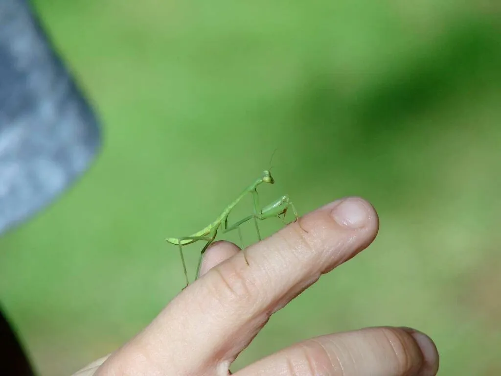 カマキリ