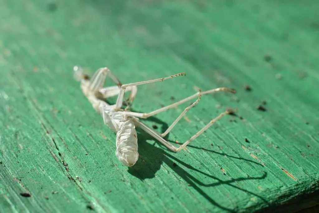 カマキリ