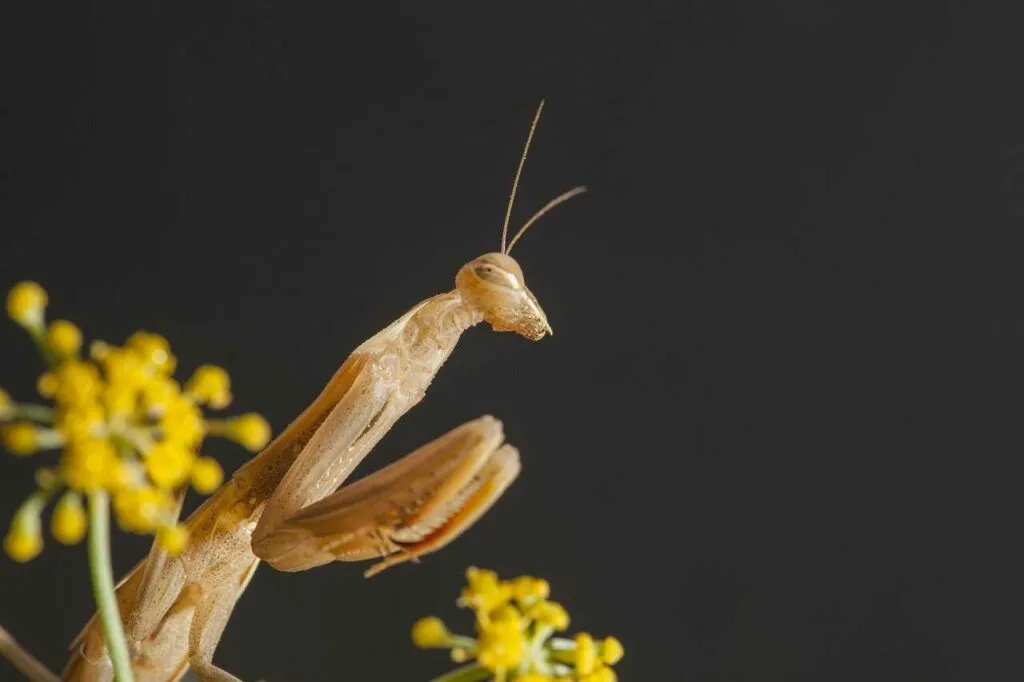 カマキリ