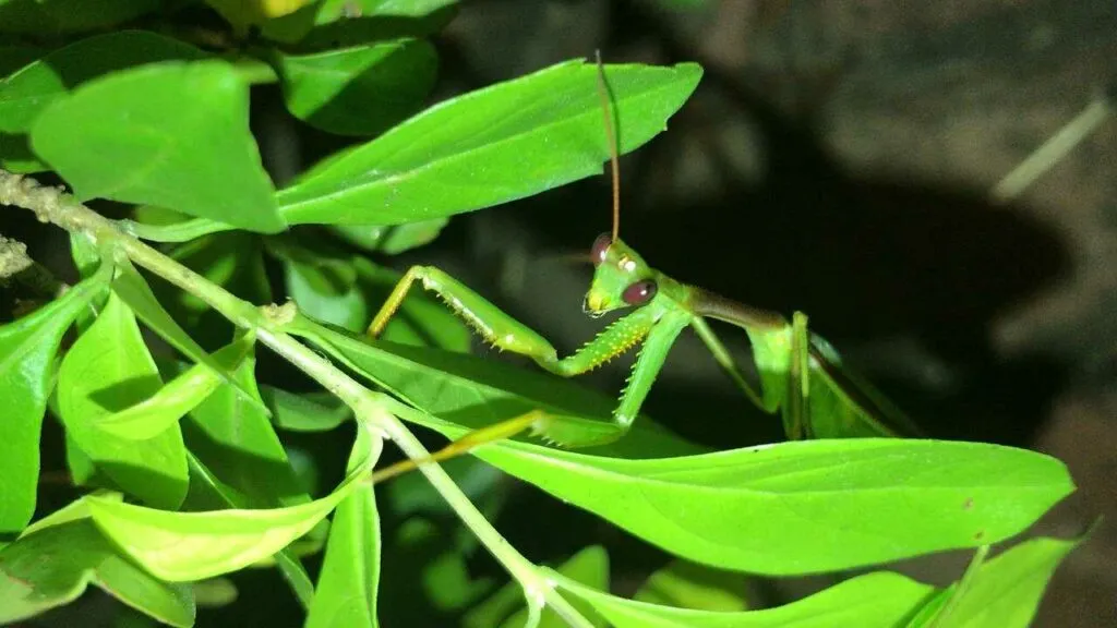 Mantis