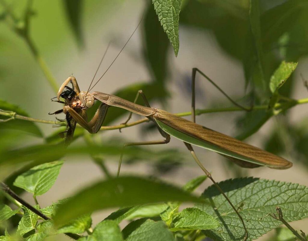 カマキリ